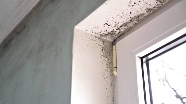 Mold Removal Process in Winter Park, FL
