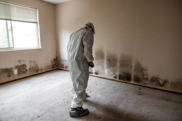 Trusted Winter Park, FL Mold Removal Experts